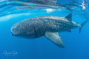 Whale Shark close, Isla Contoy México by Alejandro Topete 